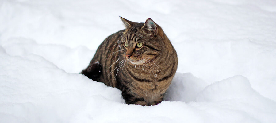 Blog Flogard, dokarmianie bezdomnych kotów zimą